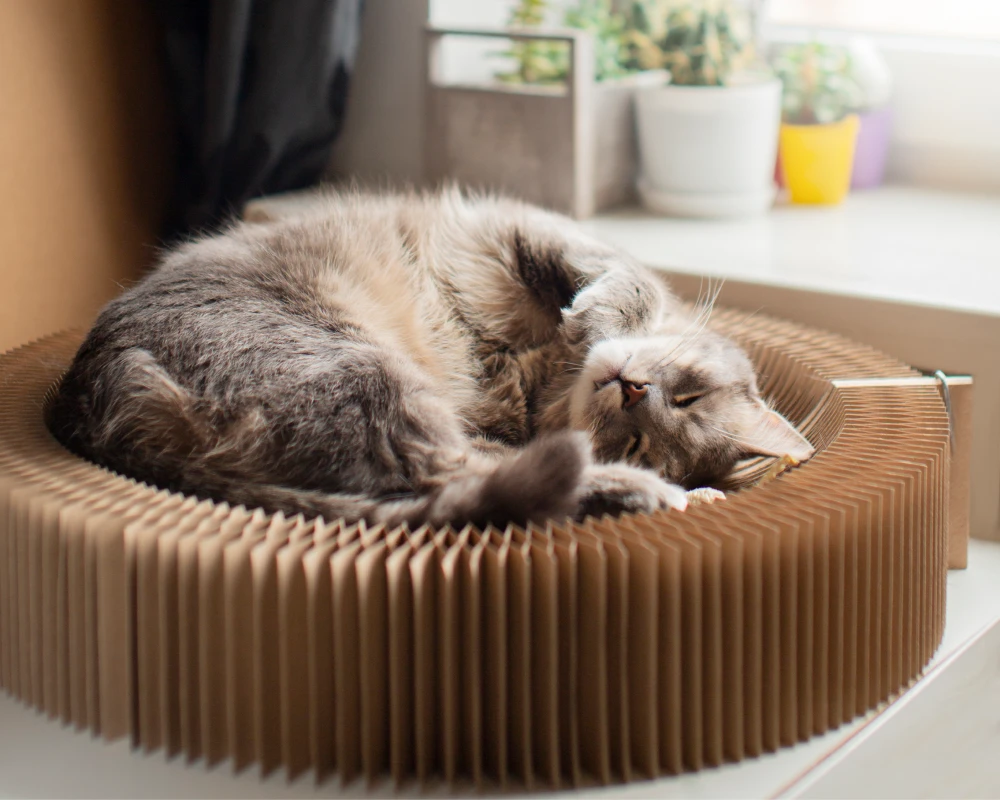 automatic pet feeder and water dispenser