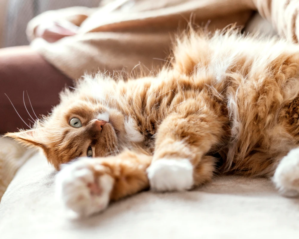 automatic pet bowl feeder